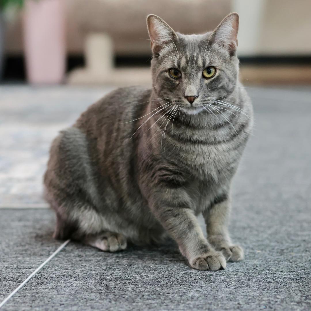 Enlarge Brady, a Adoptable mixed breed in Morgan Hill, CA image 6/6