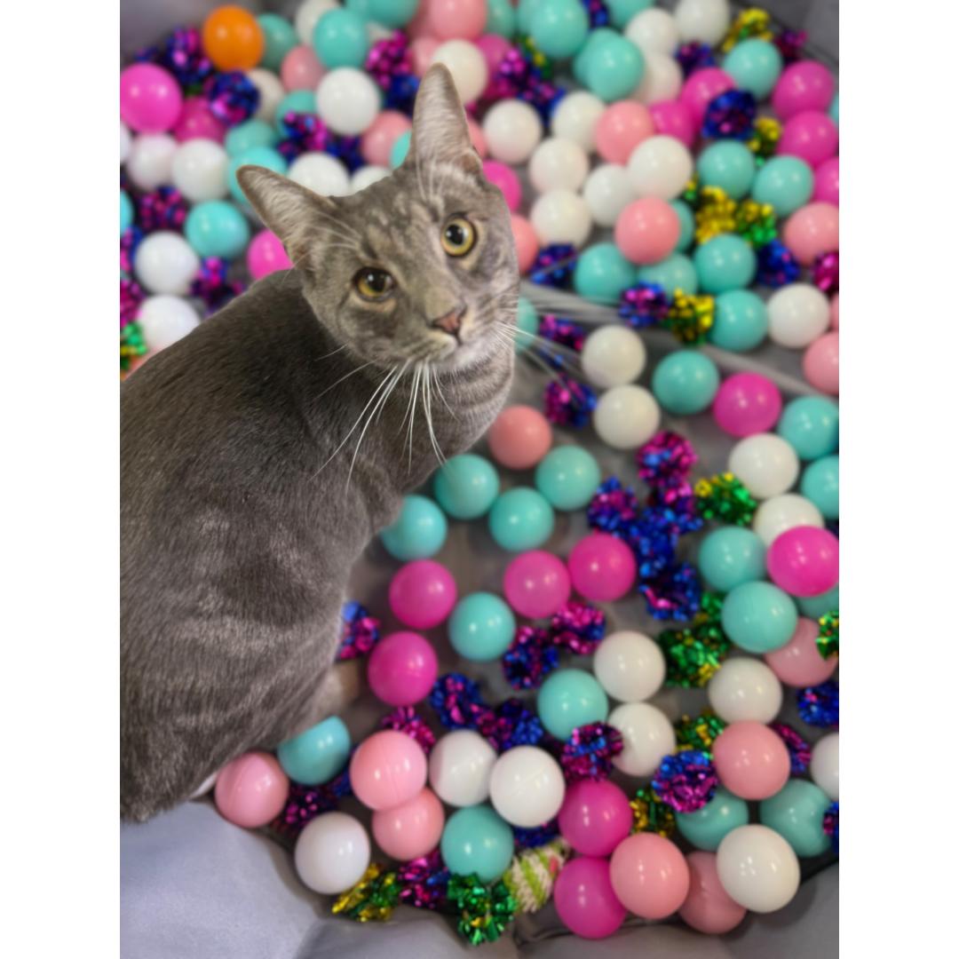 Enlarge Brady, a Adoptable mixed breed in Morgan Hill, CA image 4/6