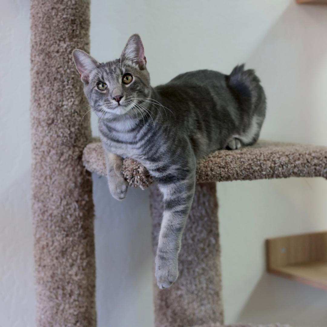 Enlarge Brady, a Adoptable mixed breed in Morgan Hill, CA image 4/6