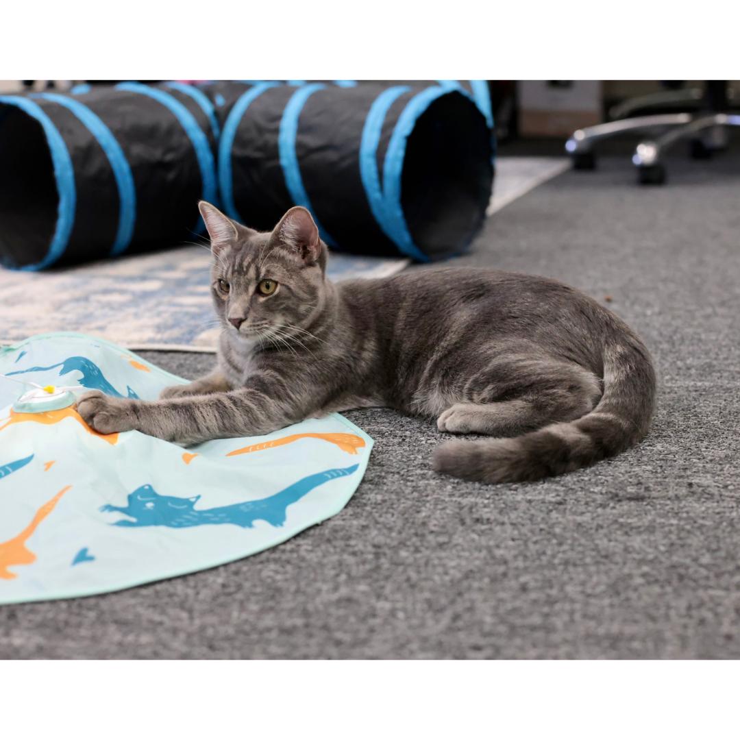 Enlarge Brady, a Adoptable mixed breed in Morgan Hill, CA image 6/6