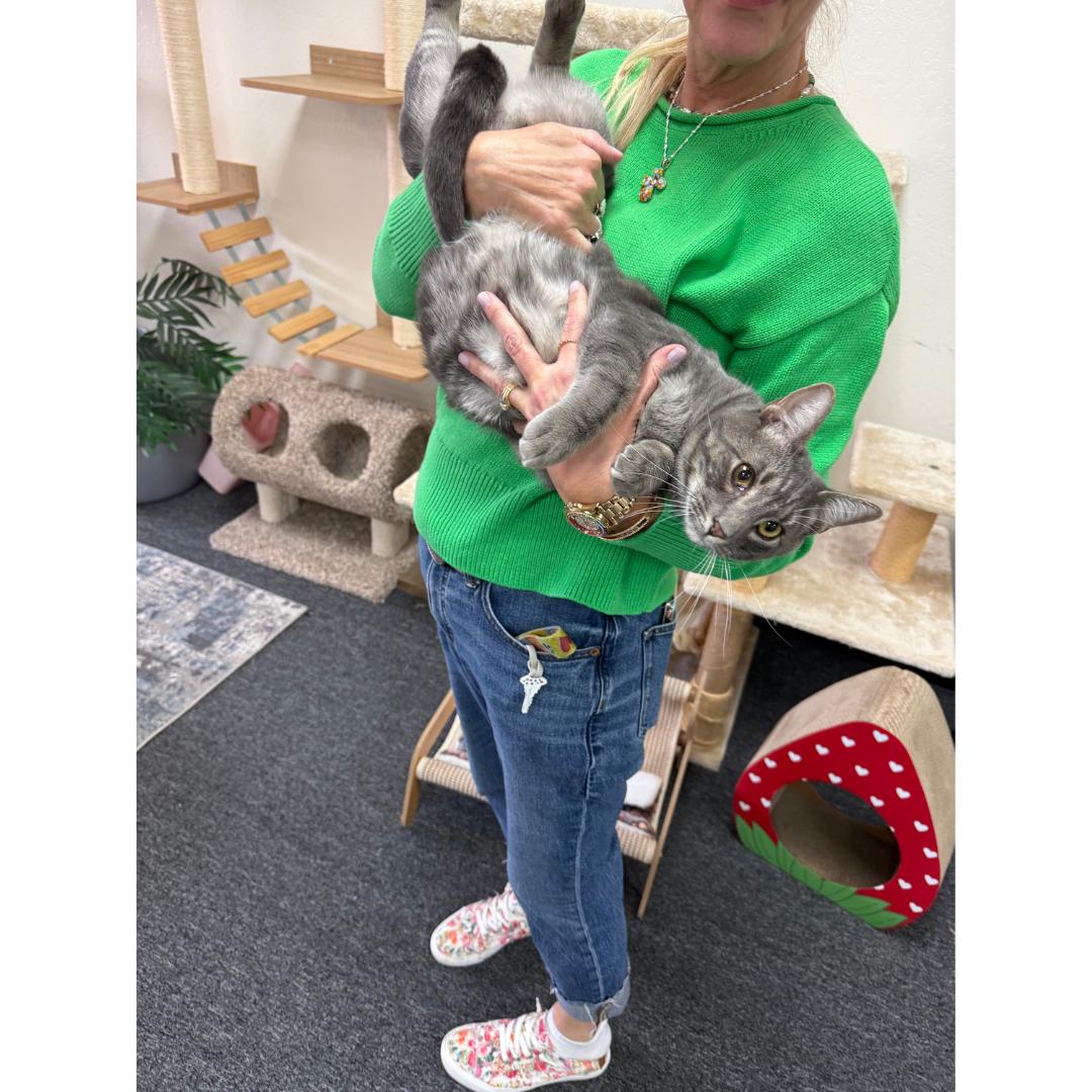 Enlarge Brady, a Adoptable mixed breed in Morgan Hill, CA image 2/6