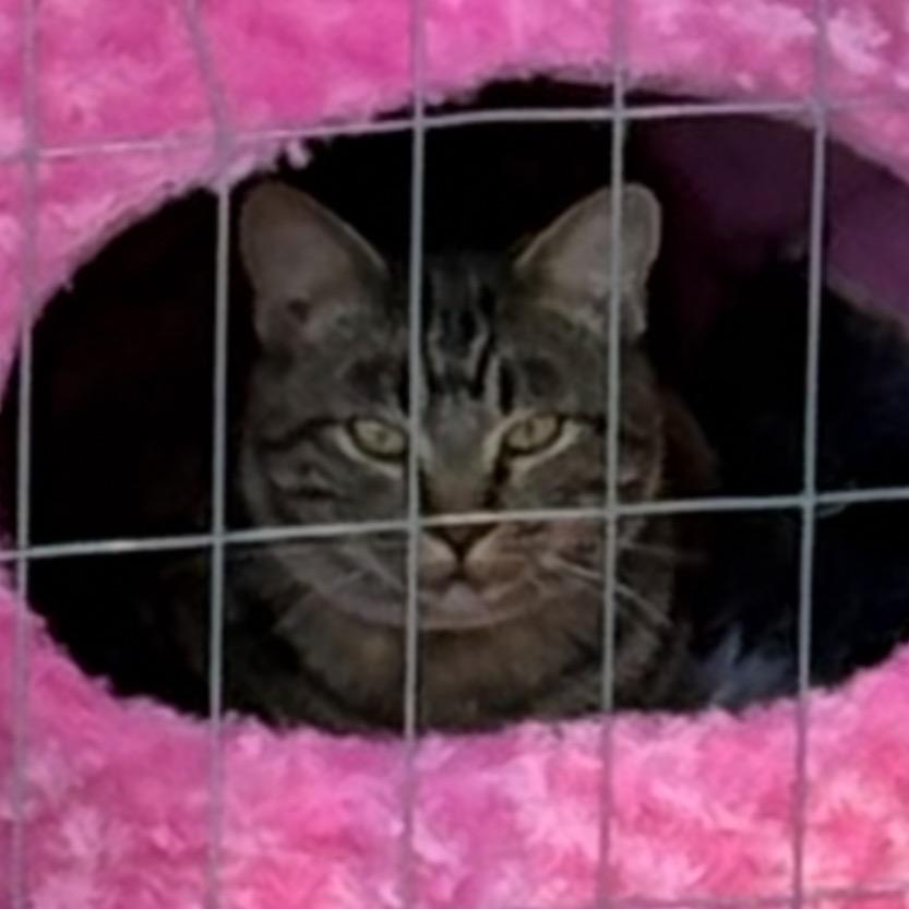 Sullivan aka Sully, Adoptable, Adult Male Domestic Short Hair.