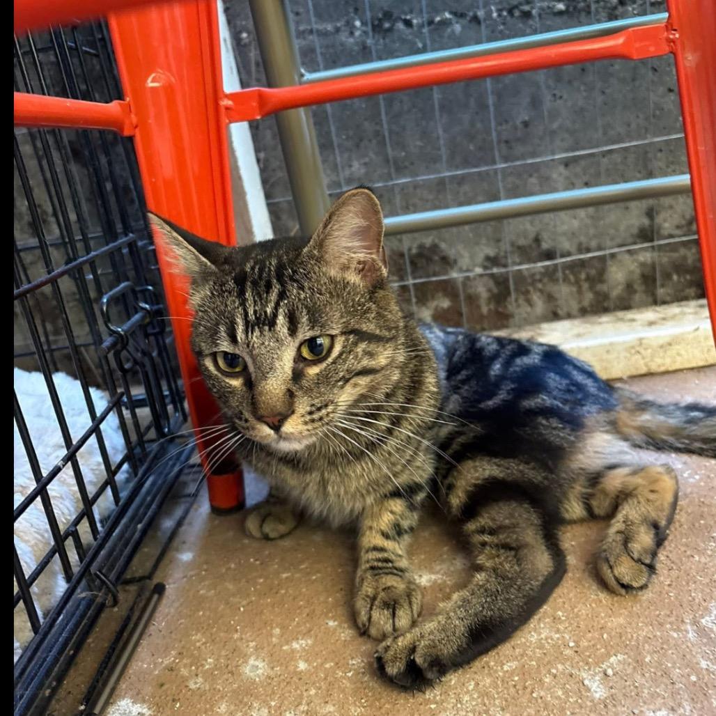 Enlarge Sullivan aka Sully, a Adoptable Domestic Short Hair in Grass Valley, CA image 2/2