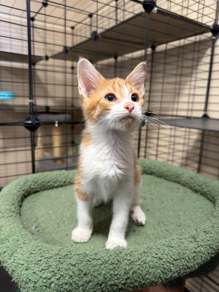 Mango, Adopted, Kitten Male Domestic Short Hair.