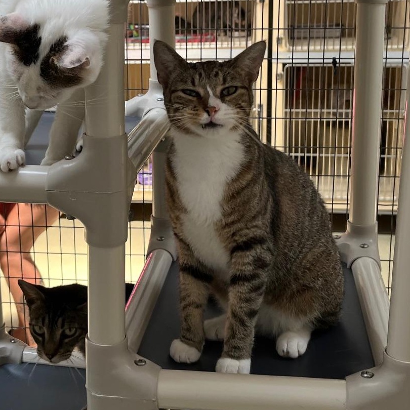 Enlarge Looie Katz, a ADOPTABLE Tabby in Clarksville, VA image 6/6