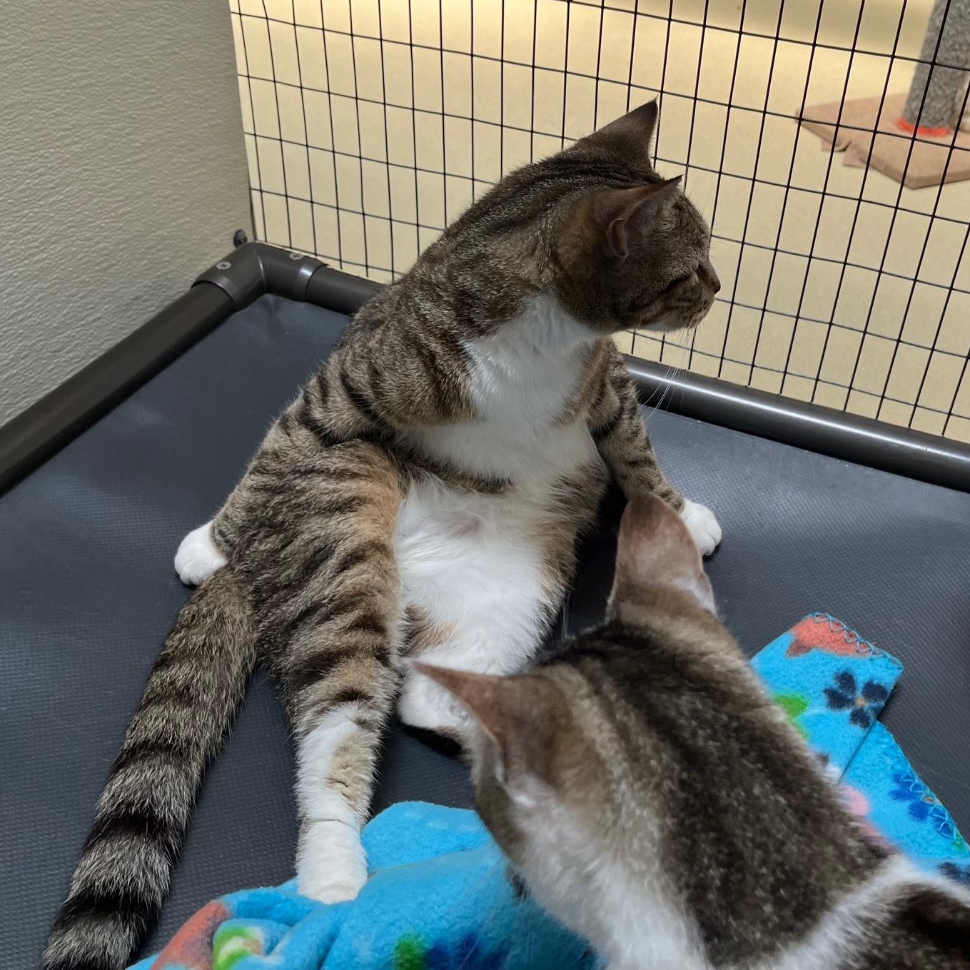 Enlarge Looie Katz, a ADOPTABLE Tabby in Clarksville, VA image 5/6