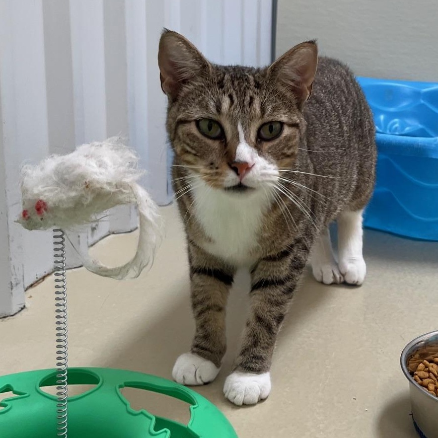 Enlarge Looie Katz, a ADOPTABLE Tabby in Clarksville, VA image 1/6