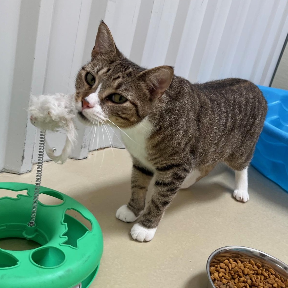 Enlarge Looie Katz, a ADOPTABLE Tabby in Clarksville, VA image 3/6