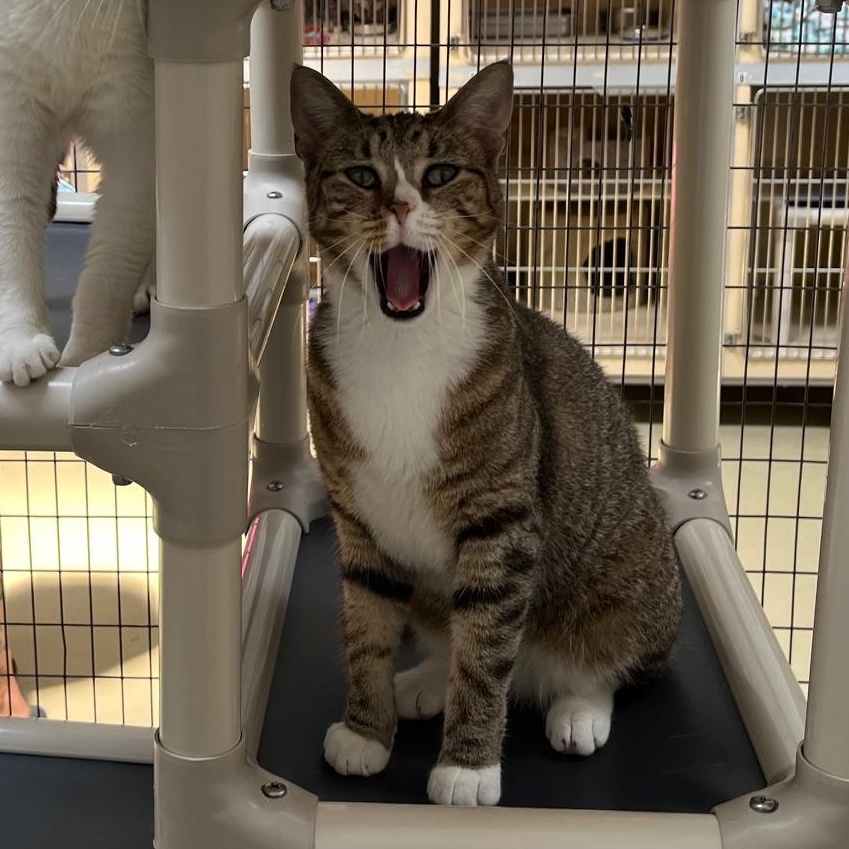 Enlarge Looie Katz, a ADOPTABLE Tabby in Clarksville, VA image 4/6