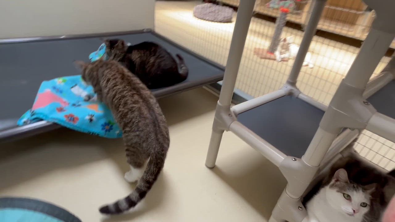 Enlarge Looie Katz, a ADOPTABLE Tabby in Clarksville, VA video 2/6