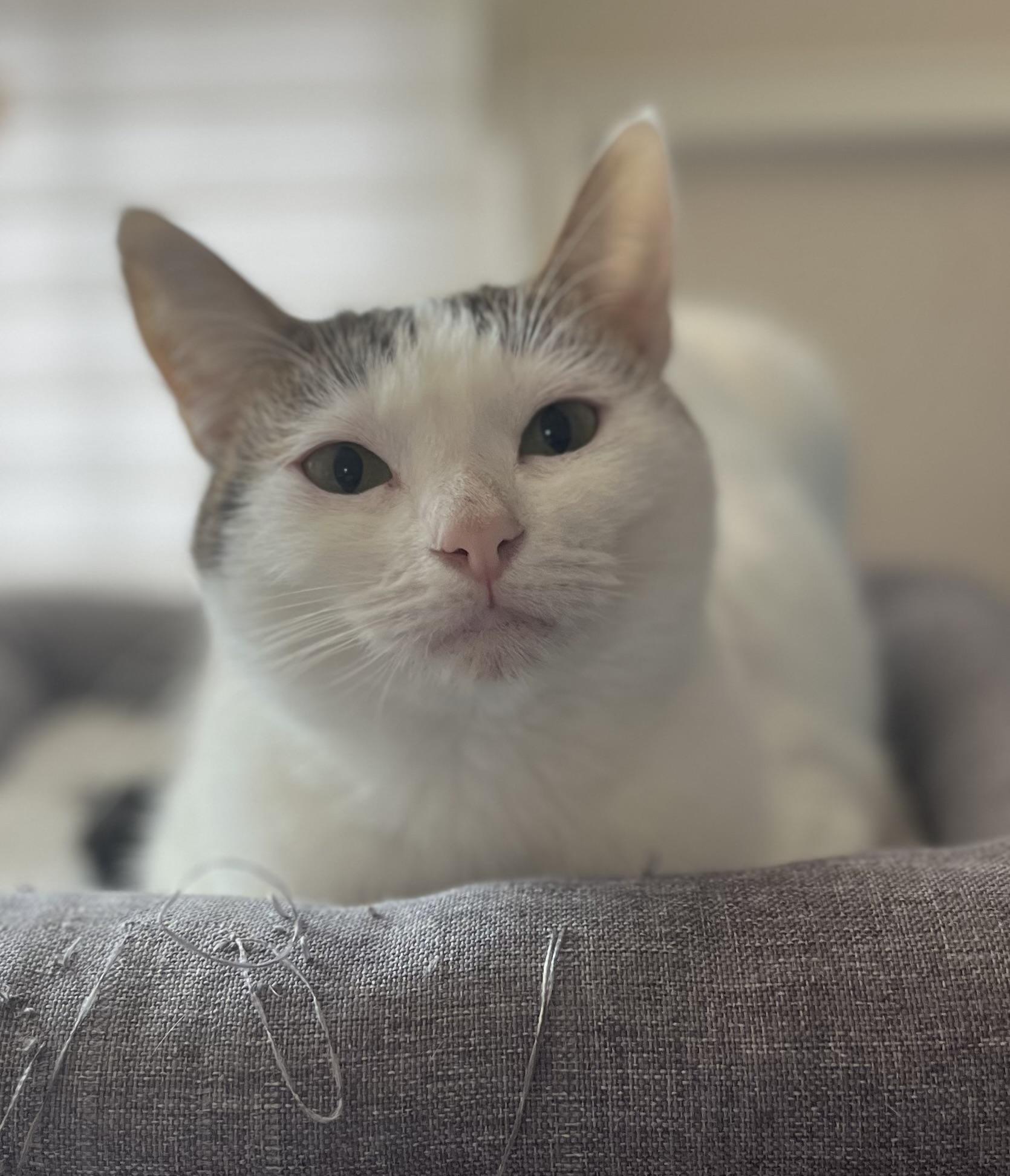 Jillian, ADOPTABLE, Young Female Domestic Short Hair.