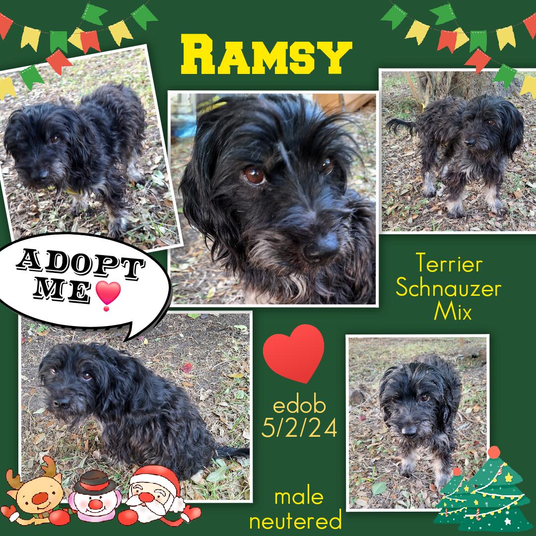 Ramsy Cothw thumbnail 3