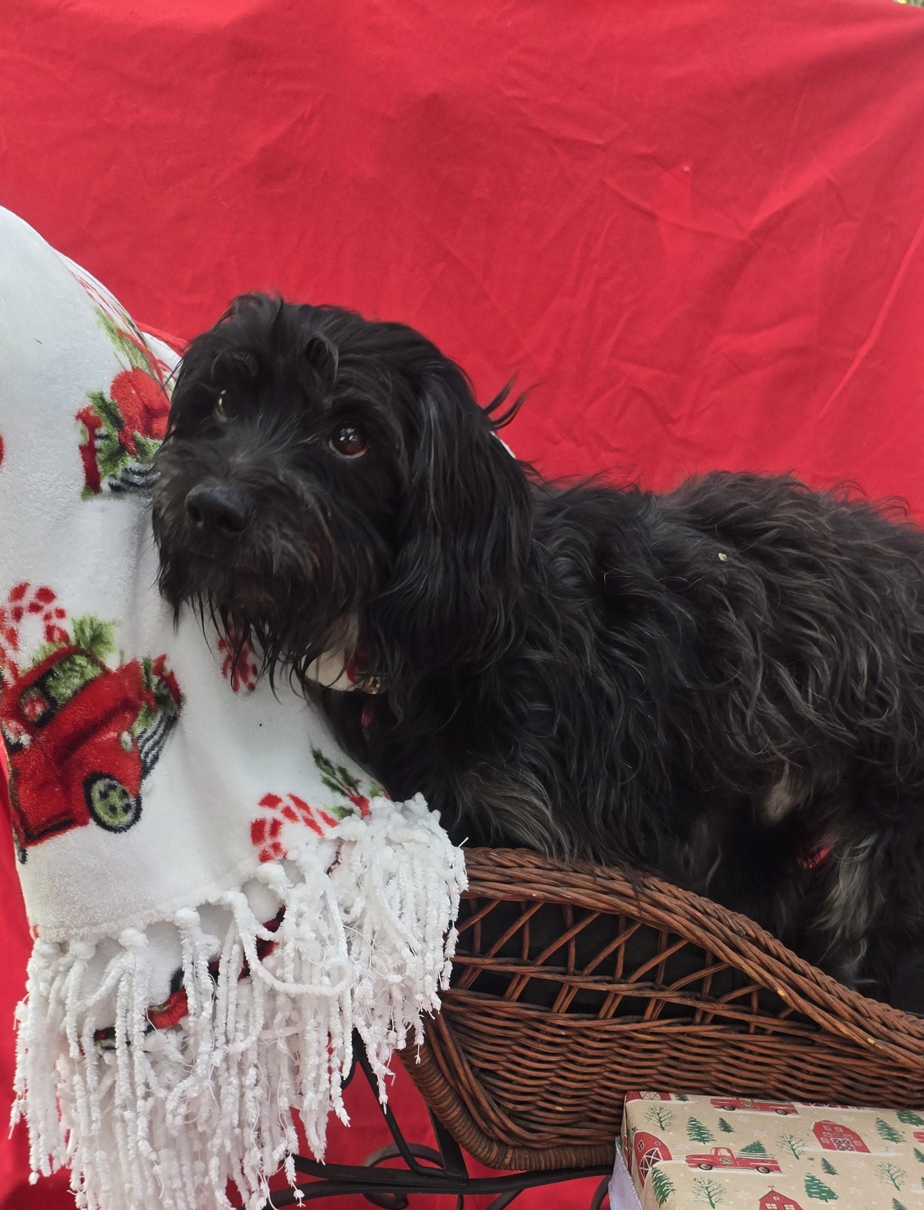 Ramsy Cothw thumbnail 6