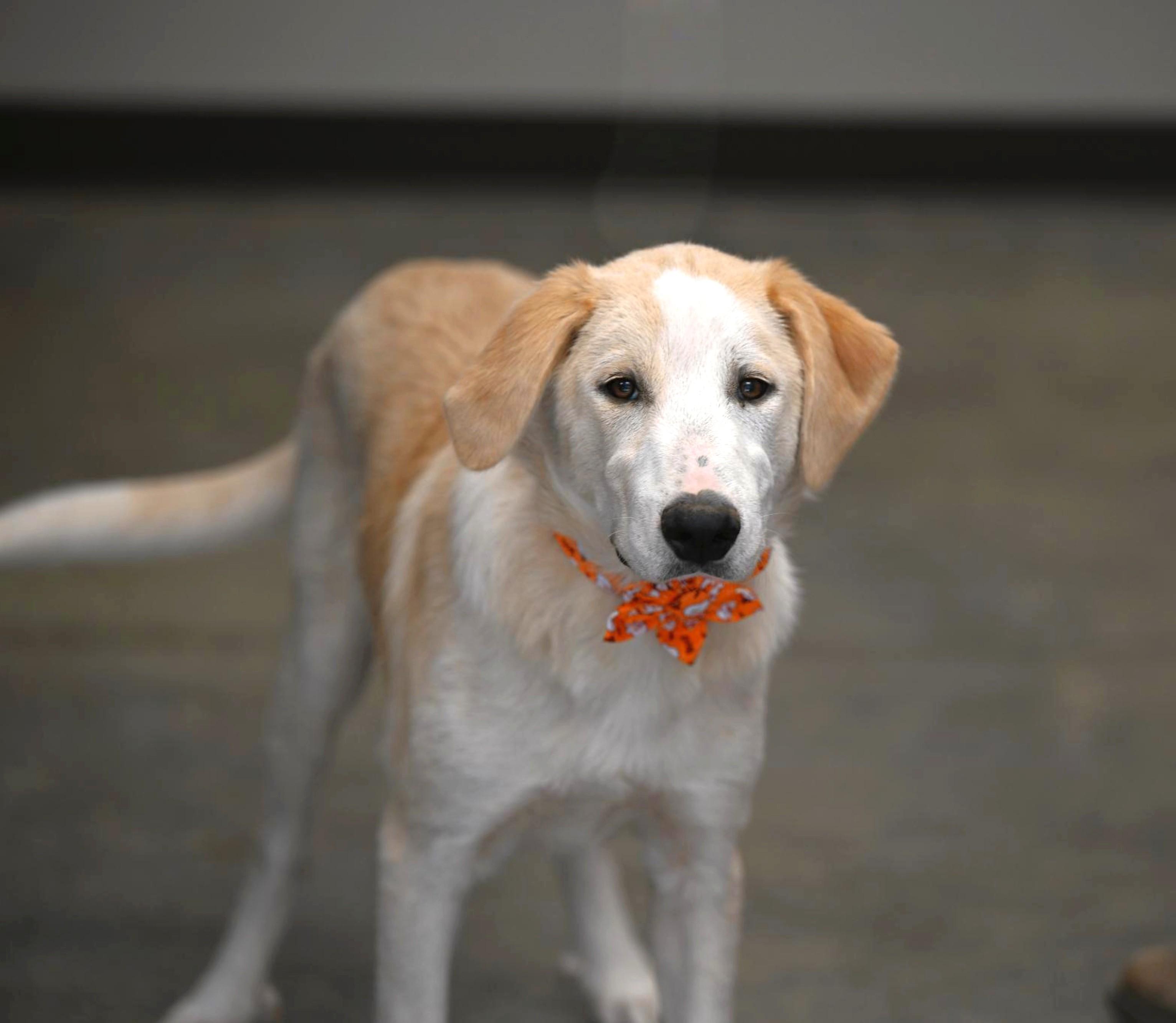 Enlarge Prada, a Adoptable mixed breed in Hot Springs, AR image 1/2