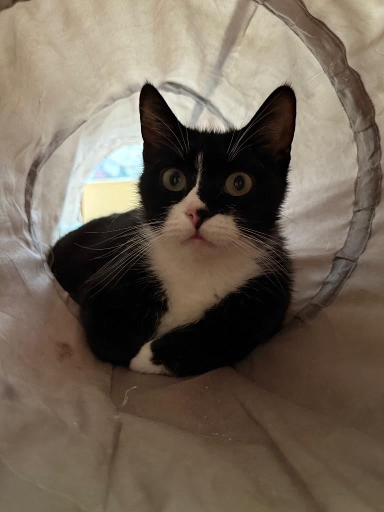 Robin, Adult Female Tuxedo
