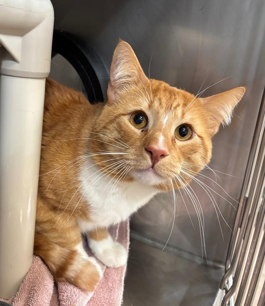 Luffy, a Adoptable mixed breed in Gillette, WY image 1/2
