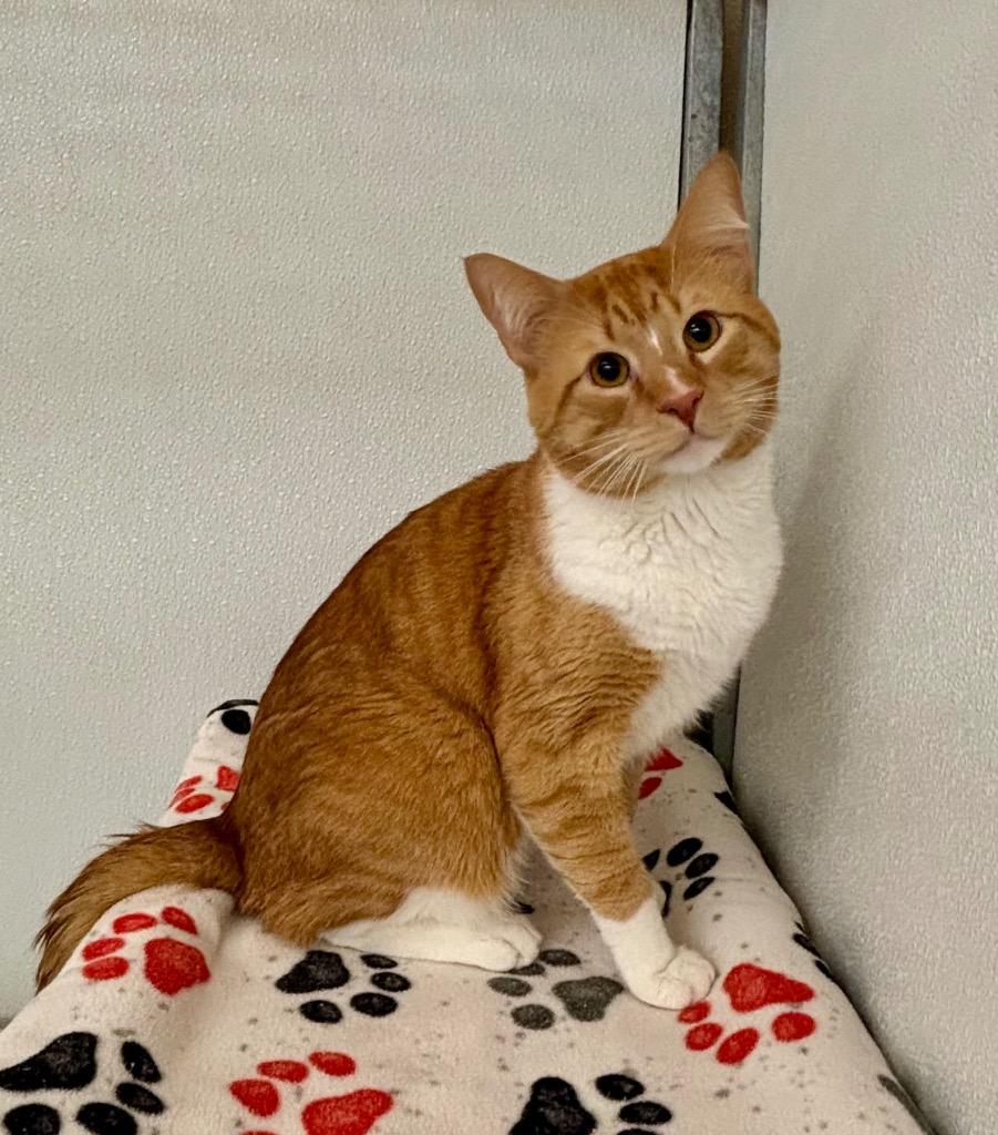 Luffy, a Adoptable mixed breed in Gillette, WY image 2/2