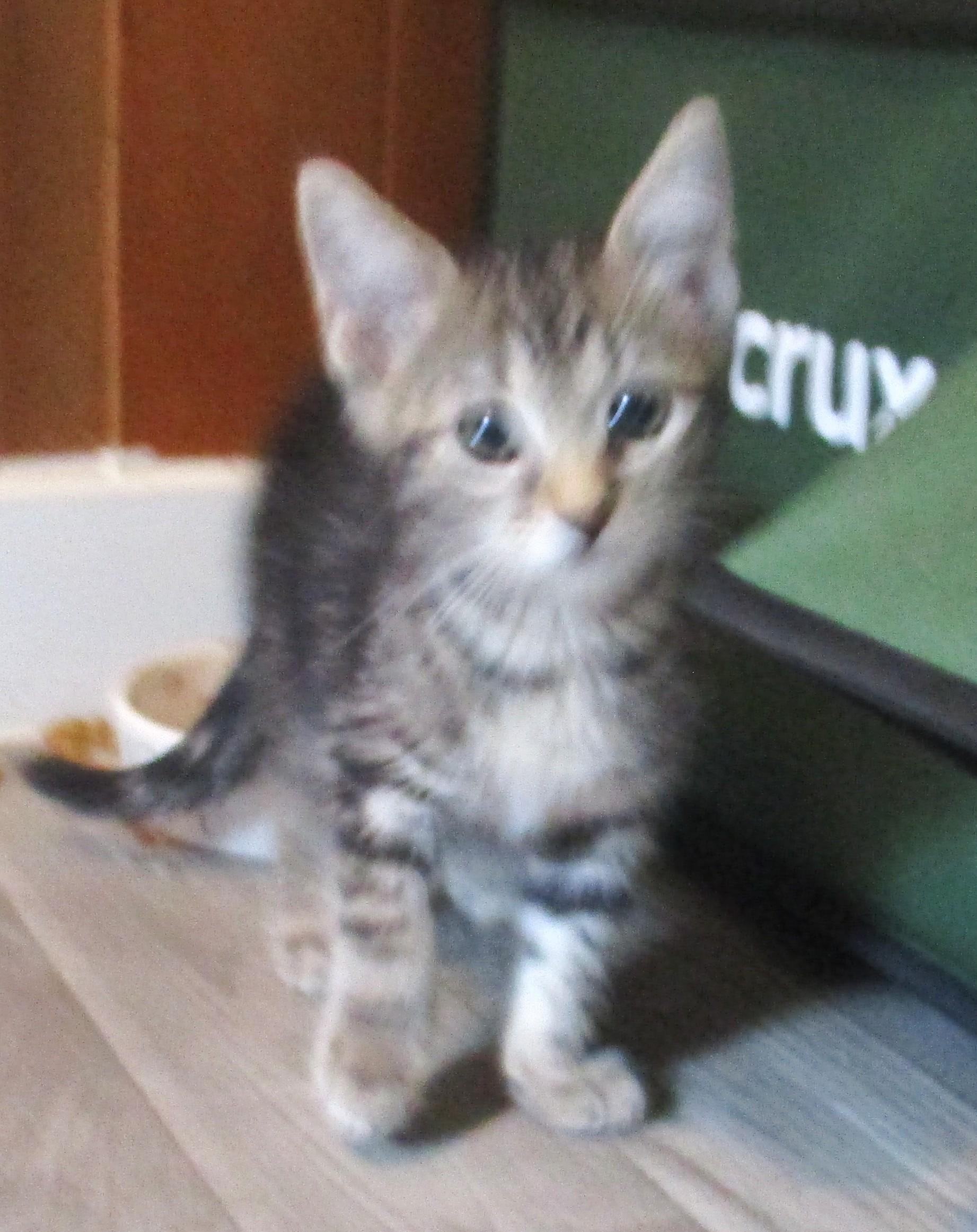 Enlarge JAVA, a Adopted mixed breed in Troutman, NC image 2/6