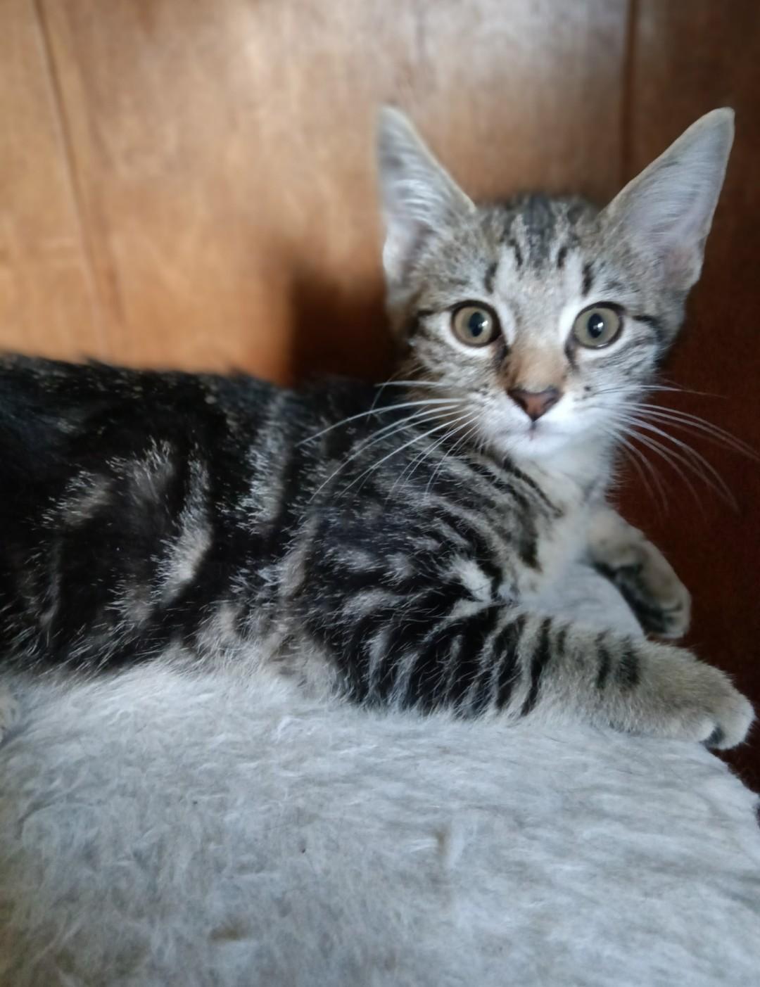 Enlarge JAVA, a Adopted mixed breed in Troutman, NC image 1/6