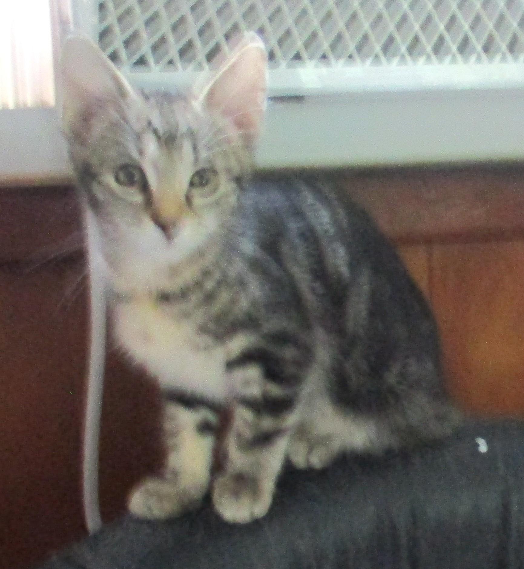 Enlarge JAVA, a Adopted mixed breed in Troutman, NC image 3/6