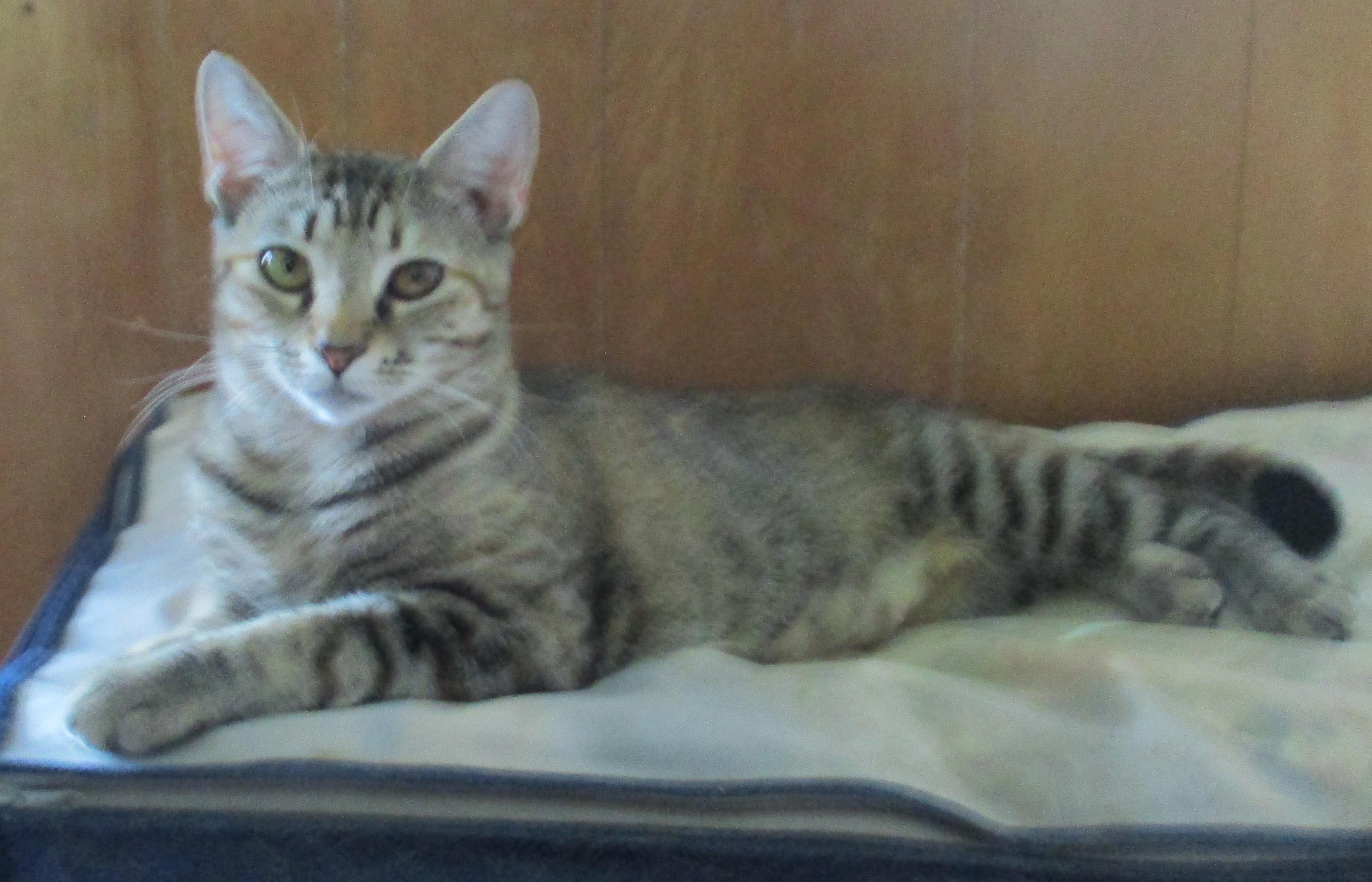 Enlarge JAVA, a Adopted mixed breed in Troutman, NC image 4/6