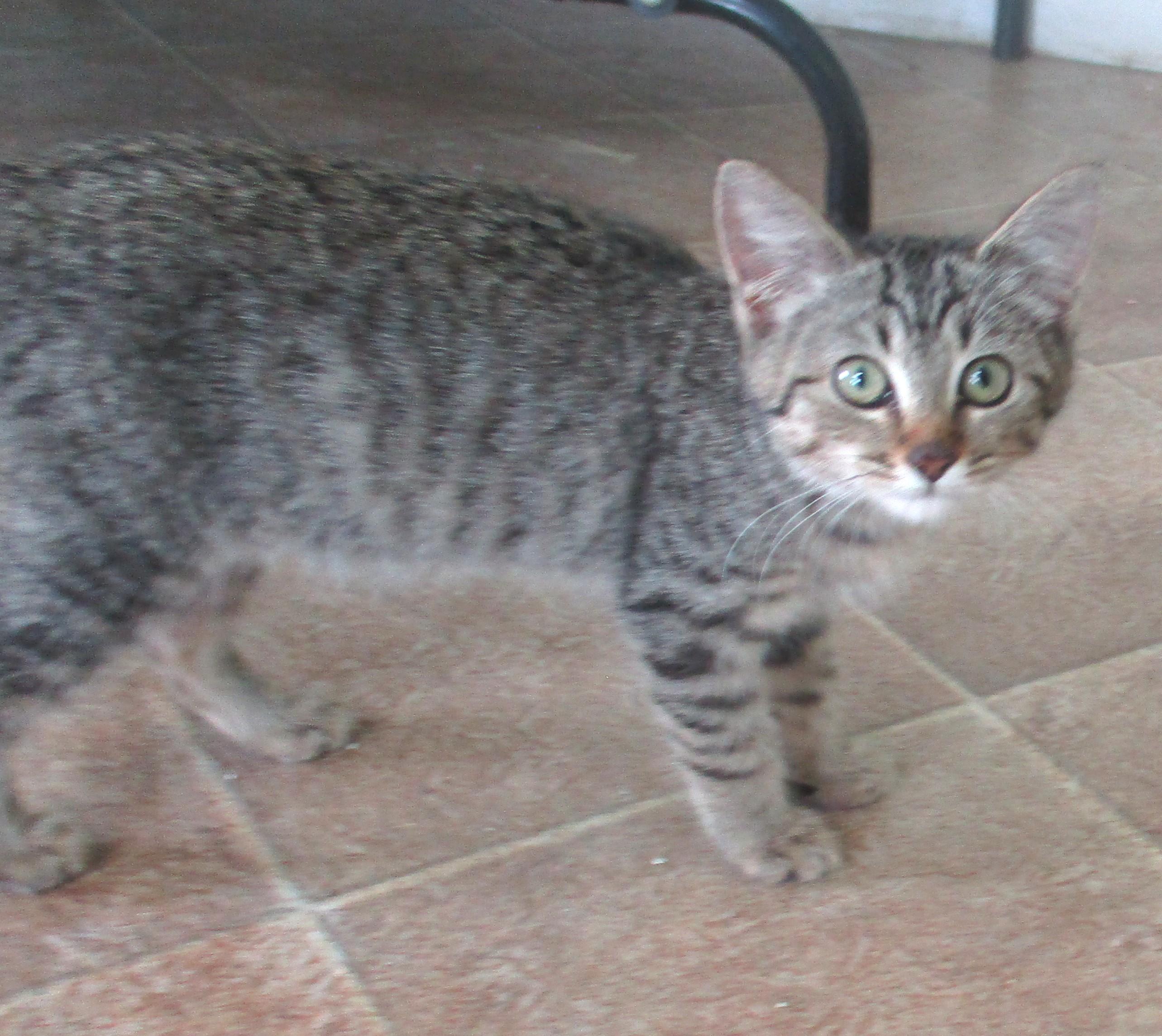 Enlarge JAVA, a Adopted mixed breed in Troutman, NC image 5/6