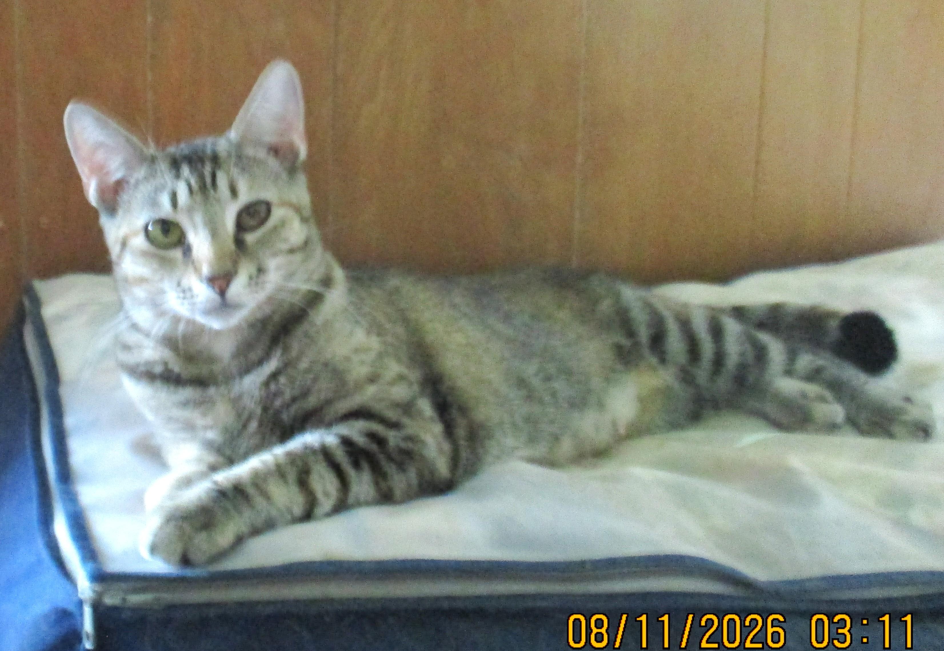 Enlarge JAVA, a Adopted mixed breed in Troutman, NC image 6/6