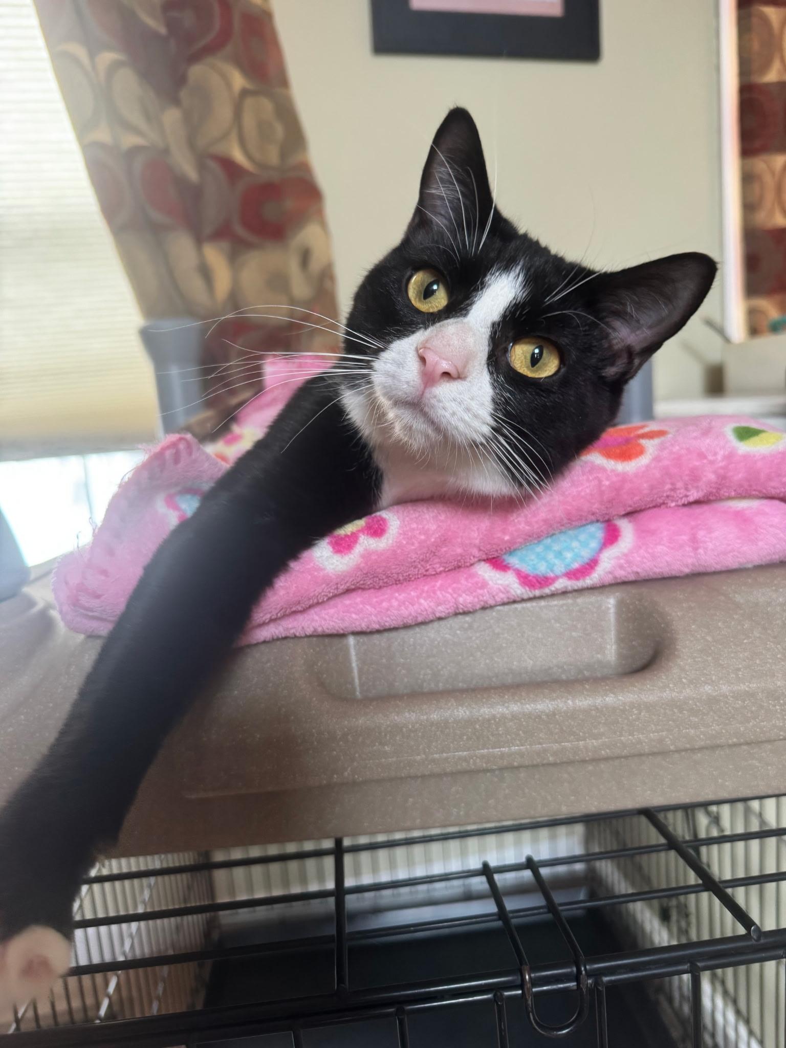 Rocket, Adoptable, Kitten Male Domestic Short Hair.