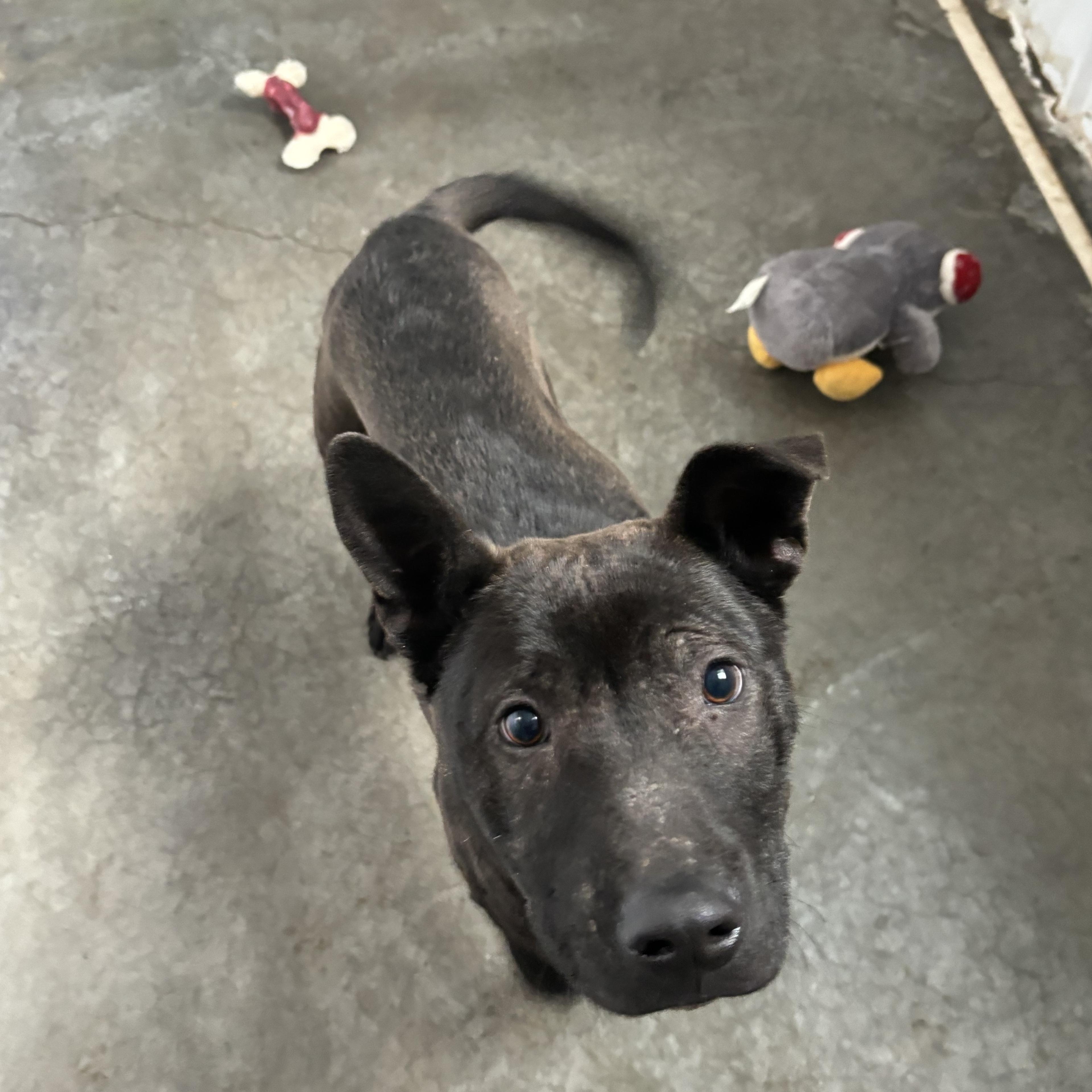 Padfoot, an adoptable Mixed Breed in Jamestown, ND, 58402 | Photo Image 4