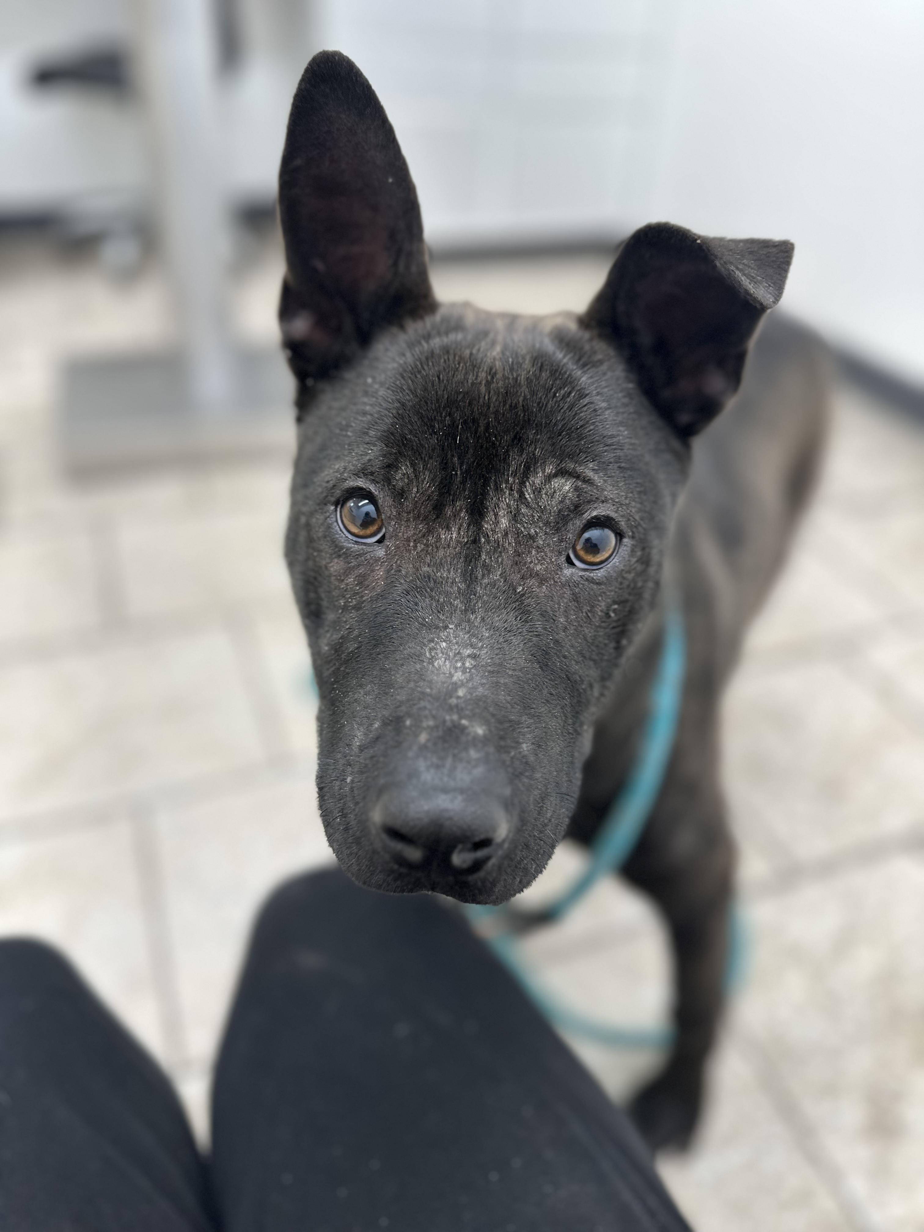 Padfoot, an adoptable Mixed Breed in Jamestown, ND, 58402 | Photo Image 2
