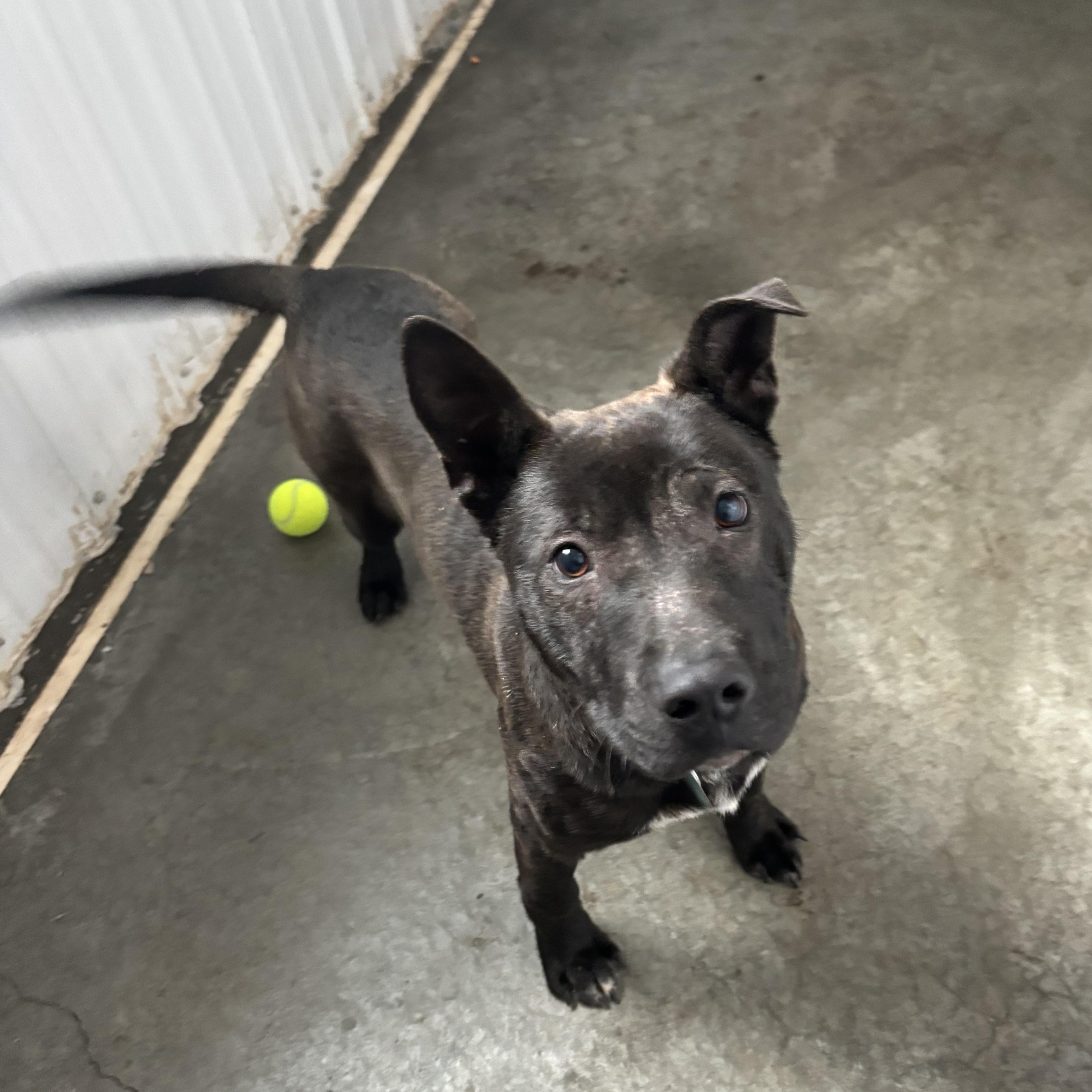 Padfoot, an adoptable Mixed Breed in Jamestown, ND, 58402 | Photo Image 5