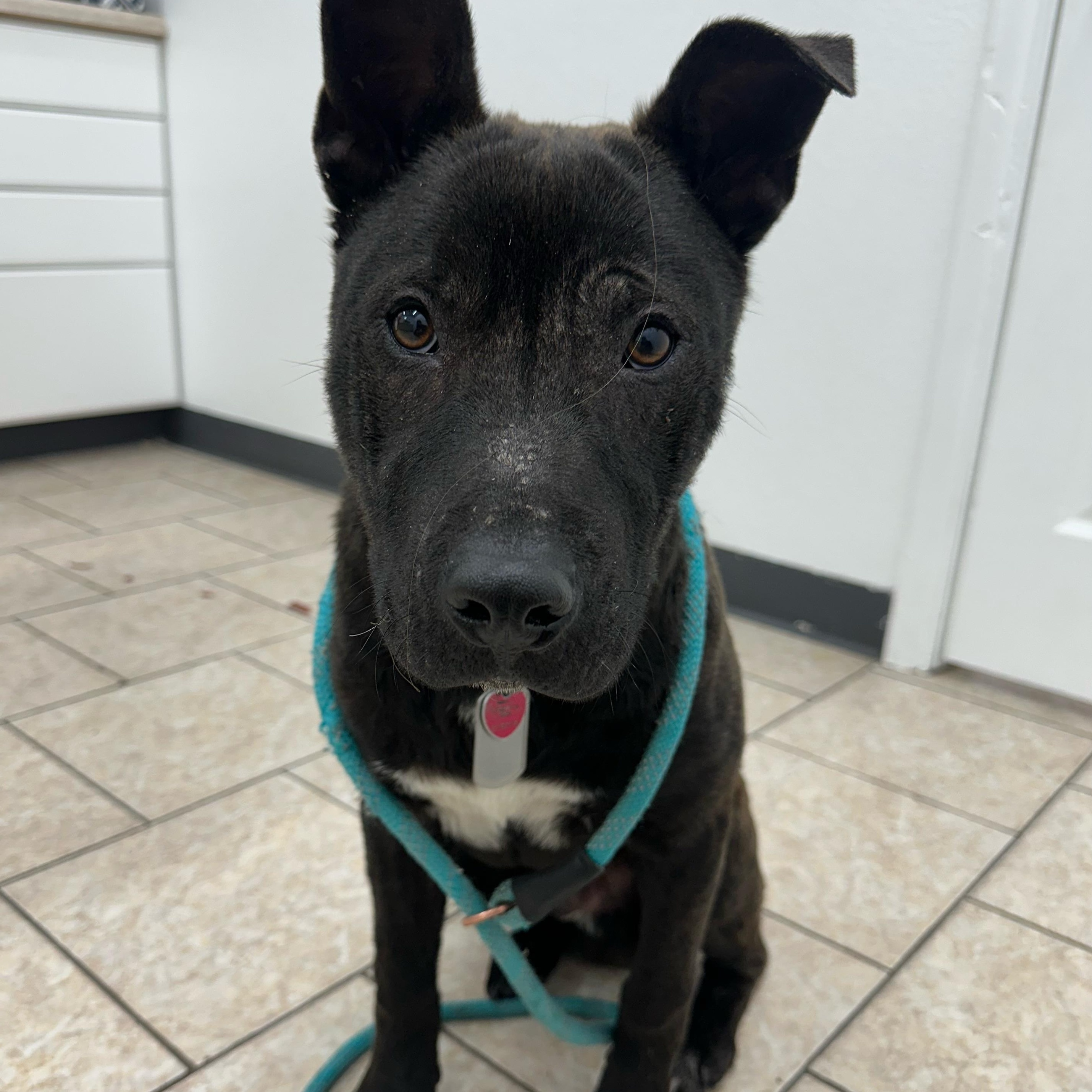 Padfoot, an adoptable Mixed Breed in Jamestown, ND, 58402 | Photo Image 3