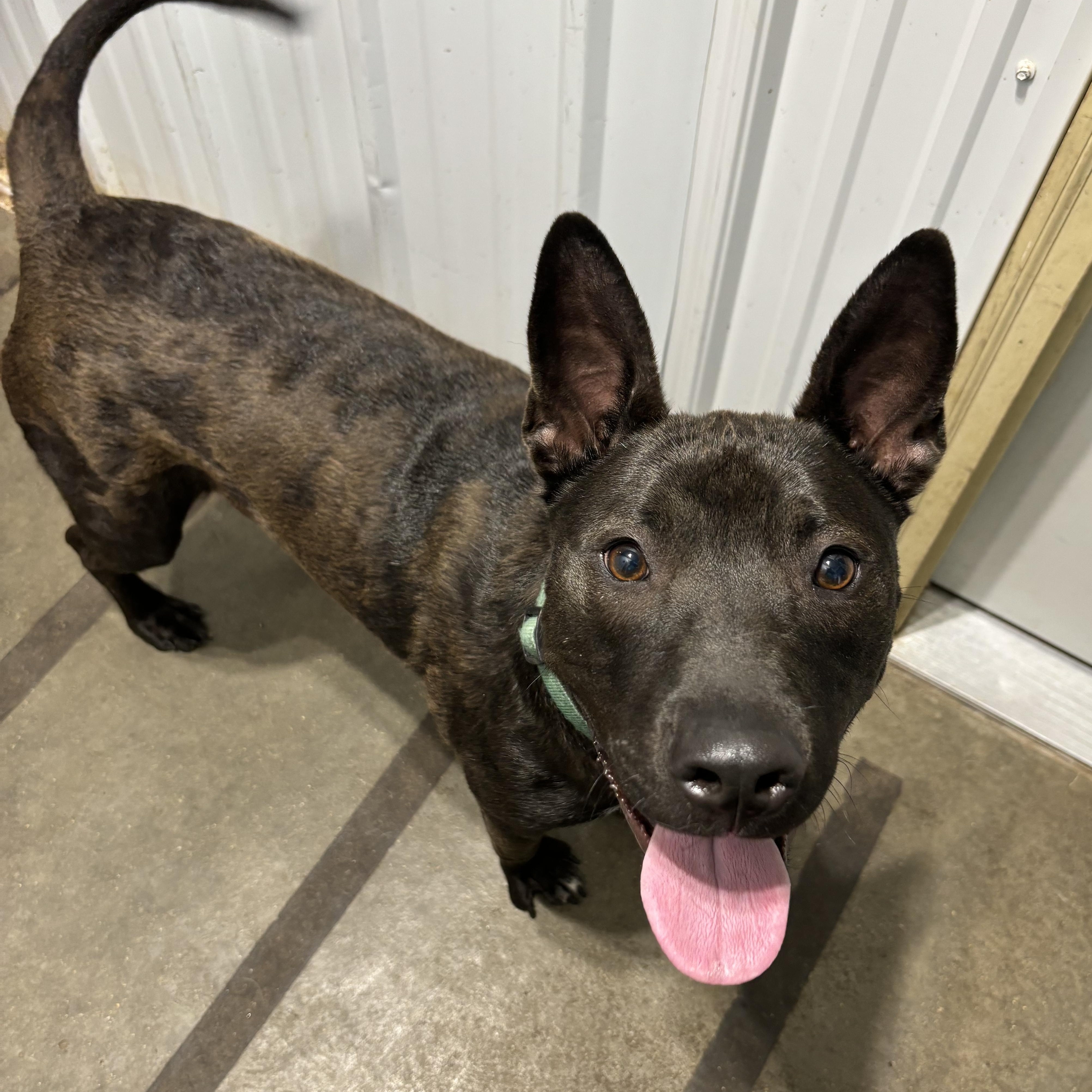 Padfoot, an adoptable Mixed Breed in Jamestown, ND, 58402 | Photo Image 1