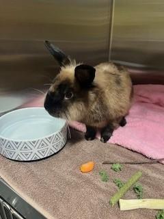 Enlarge BROWNIE, a Adoptable Bunny Rabbit in San Martin, CA image 1/1