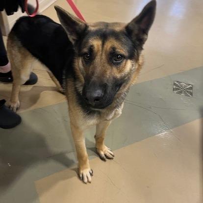 Walker, Adoptable, Adult Male Shepherd & Mixed Breed.