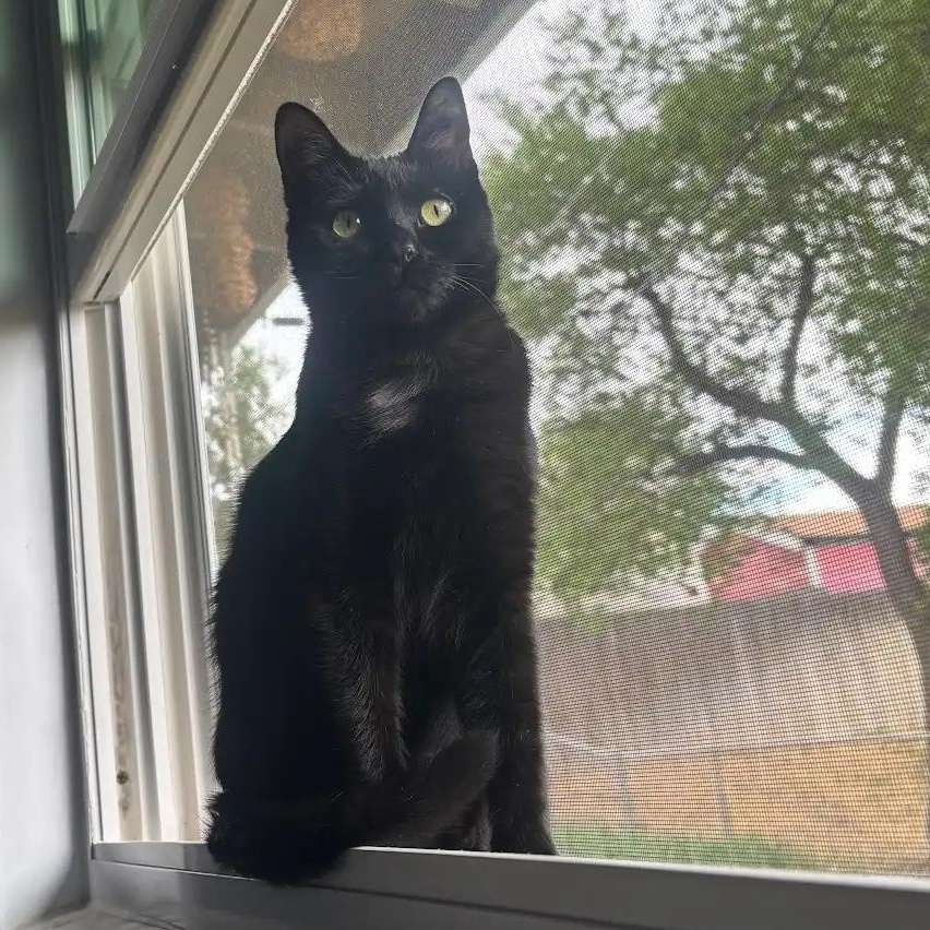 Betty Brogan FeLV+, Adoptable, Kitten Female Domestic Short Hair.