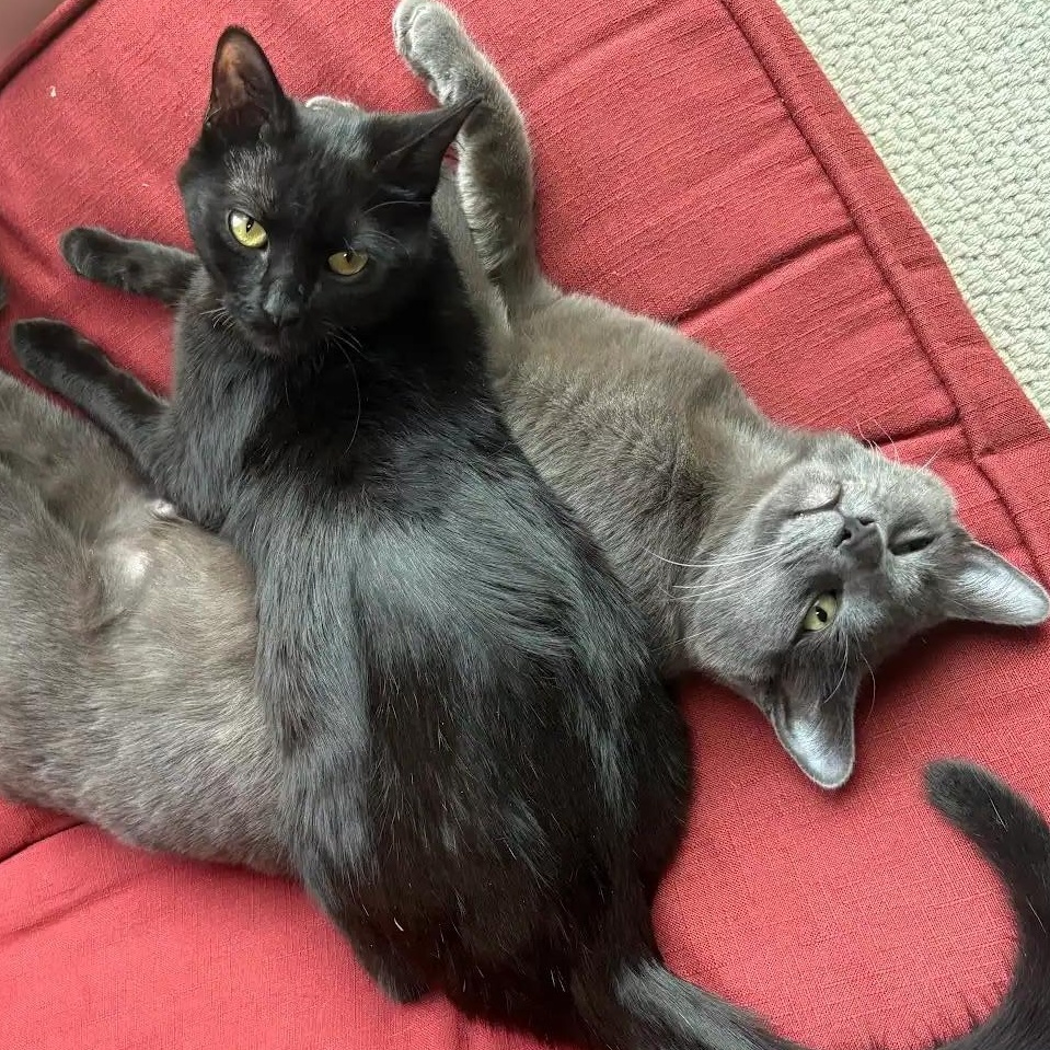 Betty Brogan FeLV+, a Adoptable Domestic Short Hair in Denver, CO image 4/6