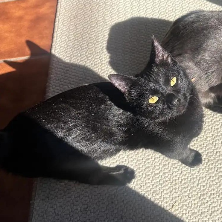 Betty Brogan FeLV+, a Adoptable Domestic Short Hair in Denver, CO image 3/6
