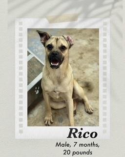 Enlarge Rico, a Adoptable mixed breed in Puerto Penasco, SON image 1/1