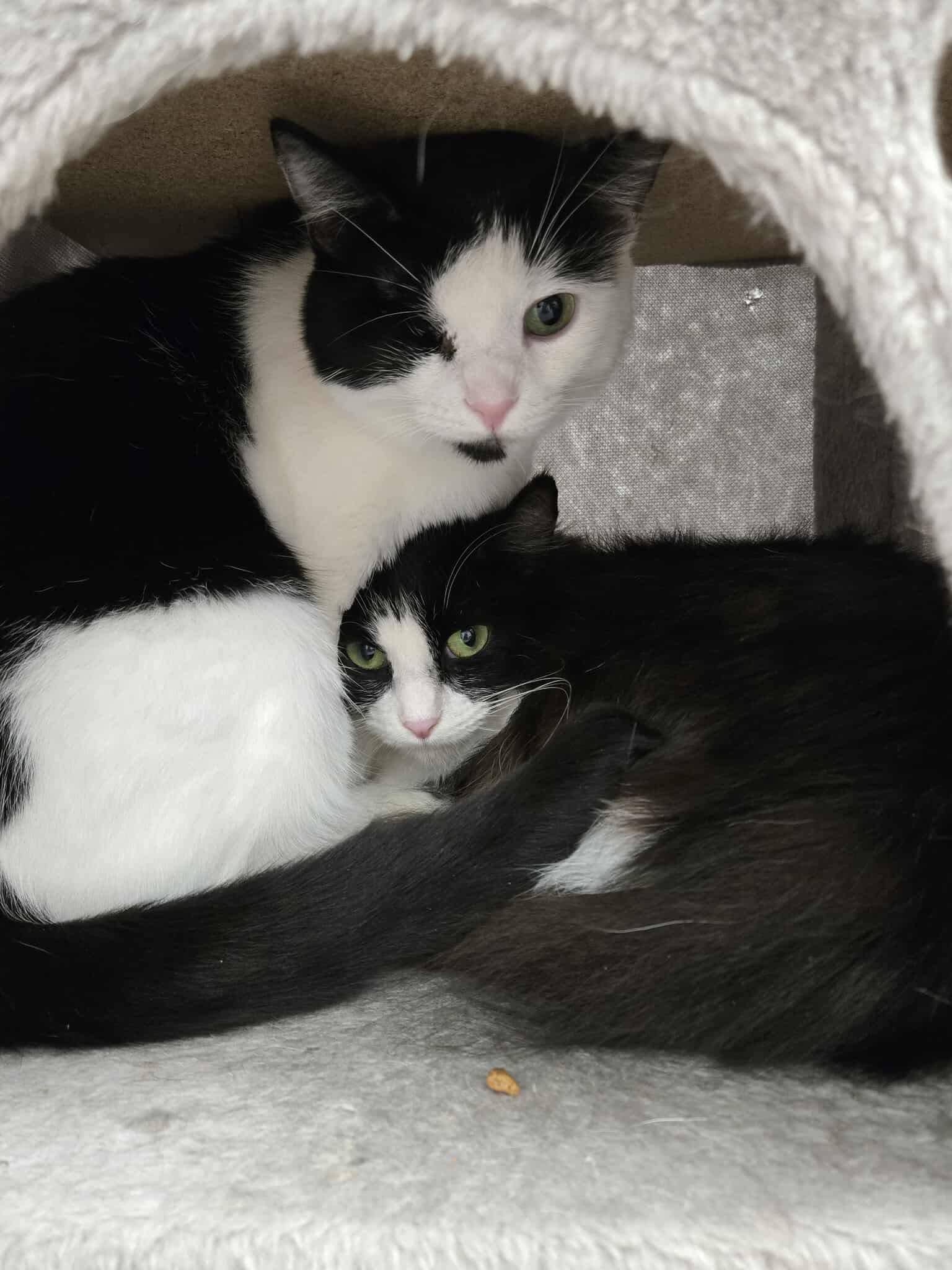 Soup (Bonded Pair with Bean), an adopted Domestic Short Hair in Thurmont, MD image 3/6