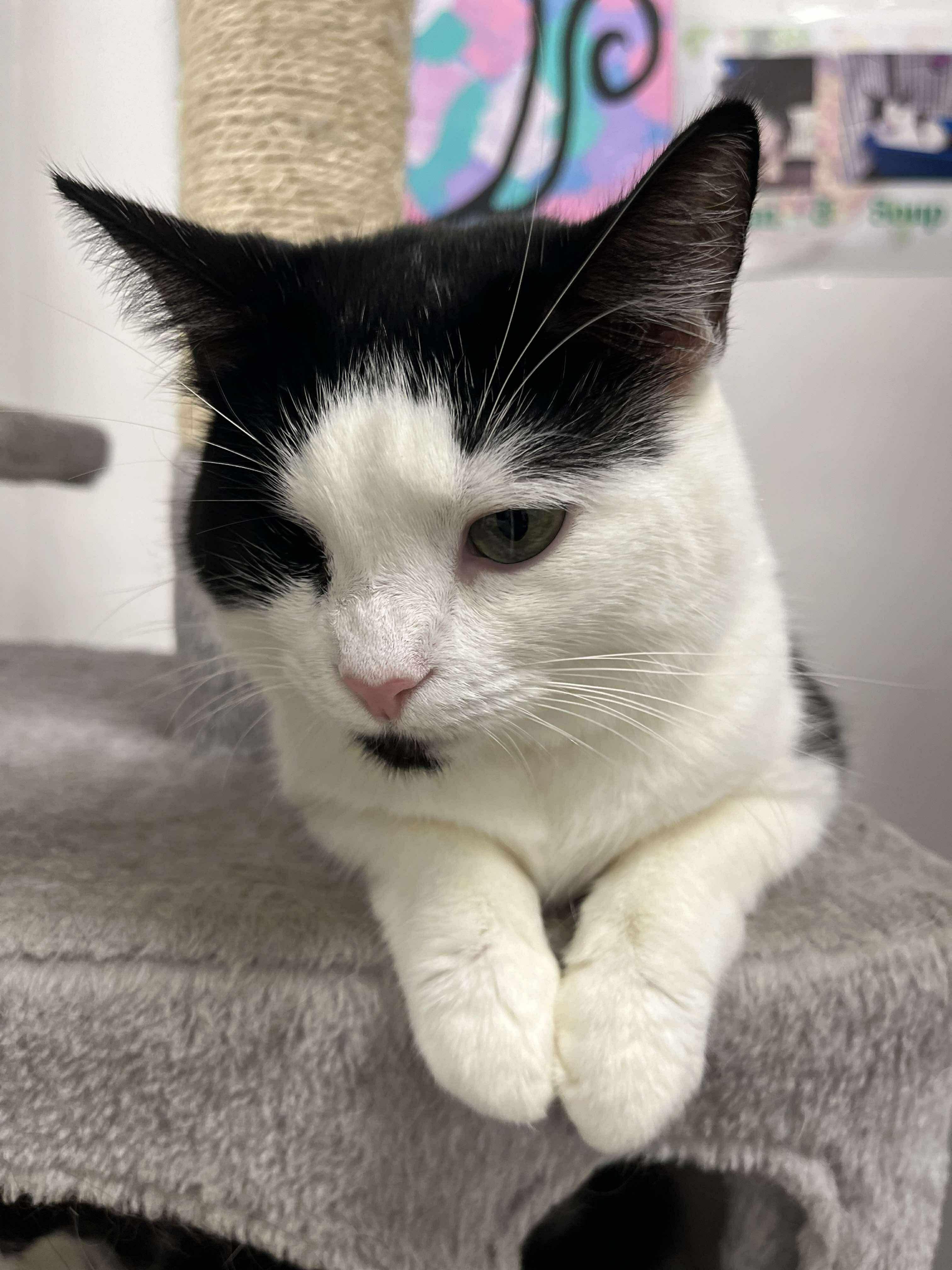 Soup (Bonded Pair with Bean), an adopted Domestic Short Hair in Thurmont, MD image 2/6