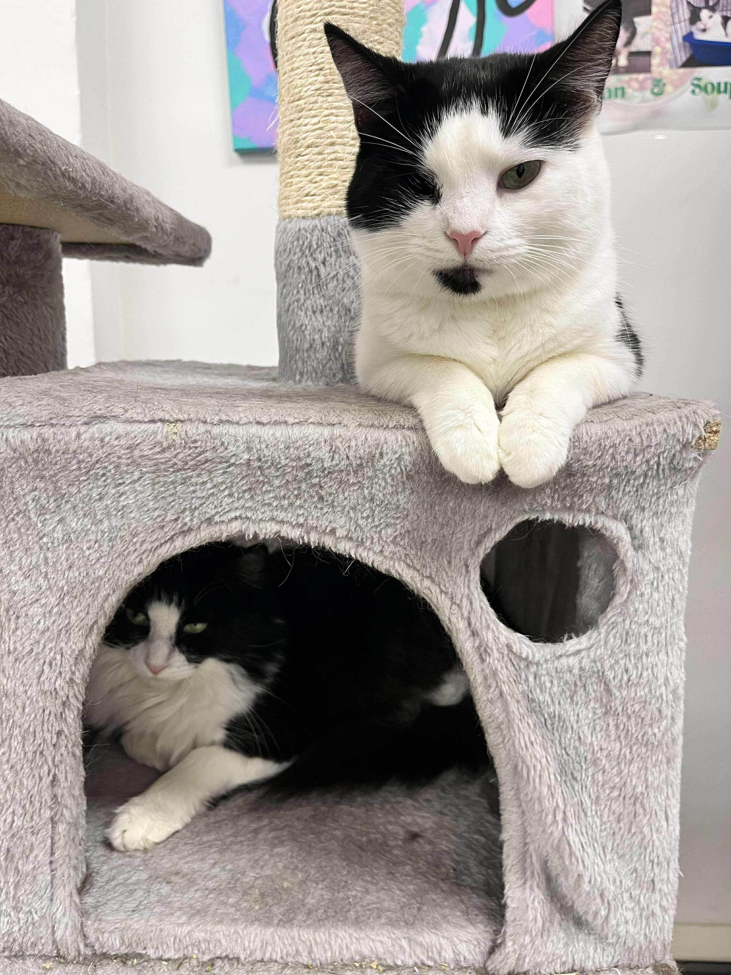 Soup (Bonded Pair with Bean), an adopted Domestic Short Hair in Thurmont, MD image 5/6