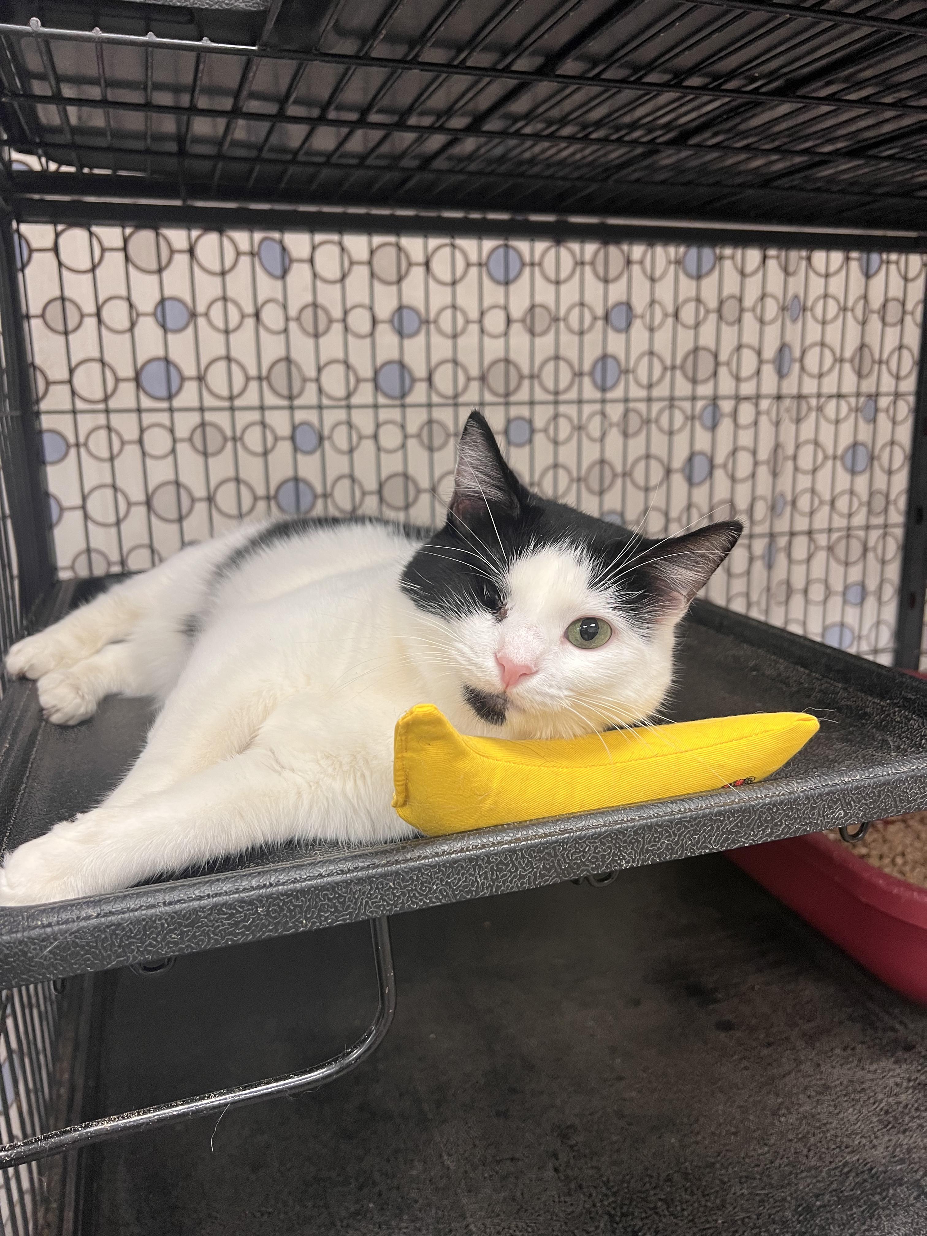 Soup (Bonded Pair with Bean), an adopted Domestic Short Hair in Thurmont, MD image 1/6