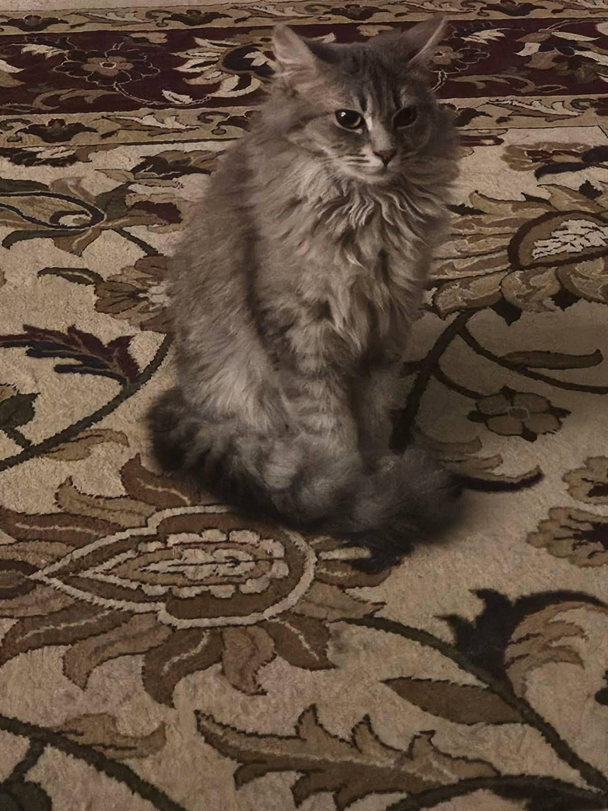 Enlarge Jeannie, a Adoptable American Shorthair in Roanoke, AL image 1/1