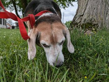 Max, a ADOPTABLE Beagle in West Decatur, PA image 4/4