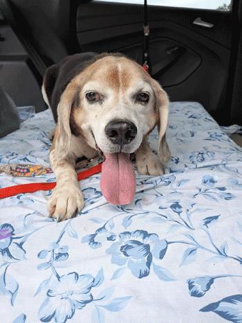 Max, a ADOPTABLE Beagle in West Decatur, PA image 3/4
