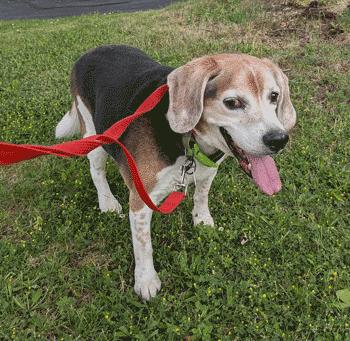 Max, a ADOPTABLE Beagle in West Decatur, PA image 1/4
