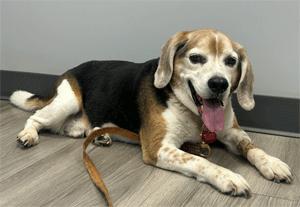 Max, a ADOPTABLE Beagle in West Decatur, PA image 2/4