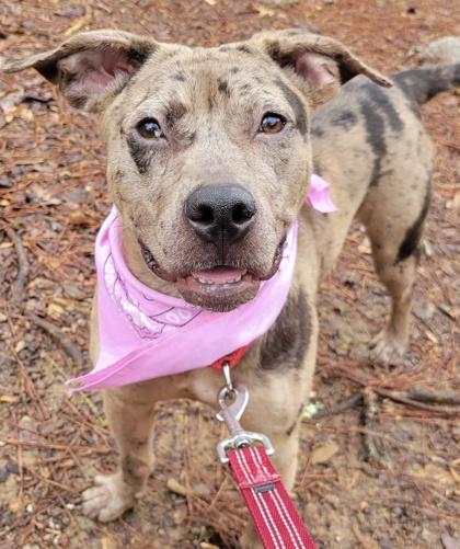 Tiny, Adoptable, Adult Female Mixed Breed & Mixed Breed.