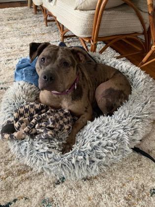 Tiny, a Adoptable mixed breed in Atlanta, GA image 2/3